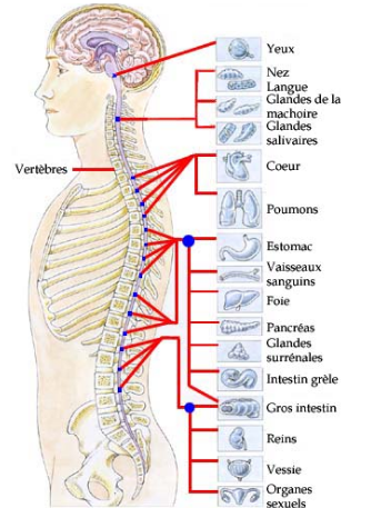 colonne vertébrale_avec organes